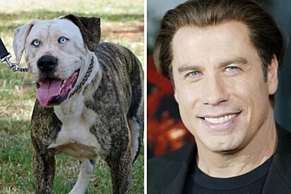 Esse bulldog americano chamado Boof é a cara do John Travolta.