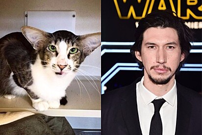 A semelhança com o ator Adam Driver fez o gato Corey ser adotado rapidamente. 