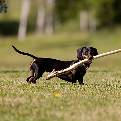 Foto de um cão da raça Dachshund.