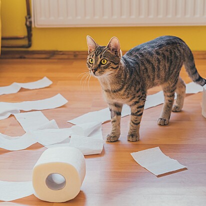 Gato fazendo bagunça com papel higiênico.