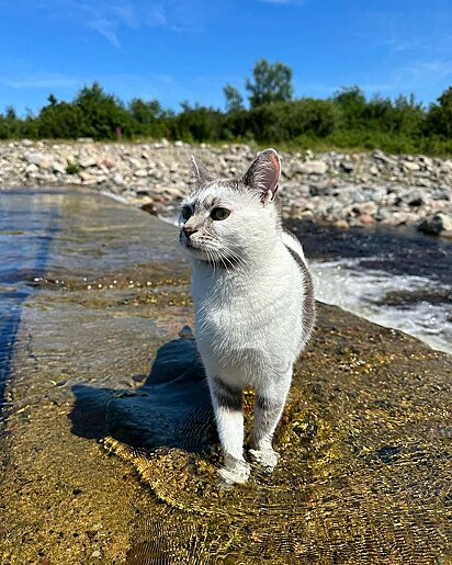 Azia é uma gatinha que adora nadar.