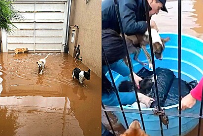 A casa da protetora de animais foi alagada e os animais foram resgatados através de caixas dágua.