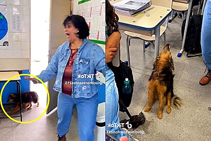 Cachorro vira-lata invade sala de aula e canta música do Gusttavo Lima.
