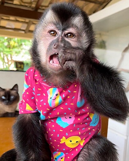 Olívia é uma primata muito amada por sua família humana.