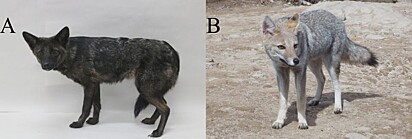 Imagem compara o animal resgatado (à esquerda) e um graxaim-do-campo. 