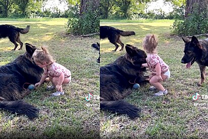 Menininha pega brinquedo favorito de sete cães pastores gigantes e o melhor acontece.