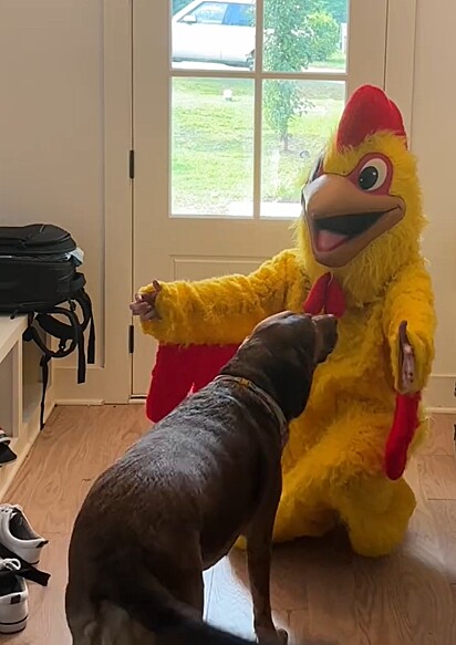 O cão ficou feliz ao ver seu brinquedo favorito em tamanho gigante.