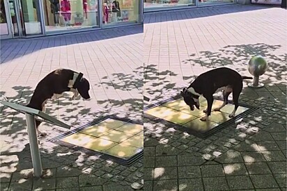 Cão viraliza ao exibir sua felicidade ao tocar sinos de praça na Alemanha.