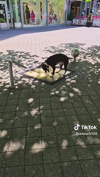 O cachorro brincando com os sinos da calçada. O vídeo fez sucesso nas redes sociais com mais de 12 milhões de visualizações.