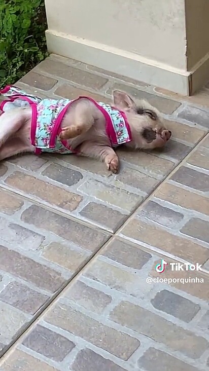 A porquinha dormindo de vestido.