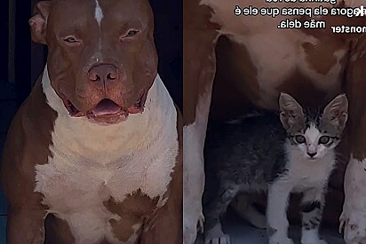 Pitbull adota gato resgatado da rua, e agora esses dois amigos inseparáveis são puro amor.