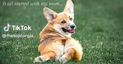 A mãe dos filhotes é da raça corgi.