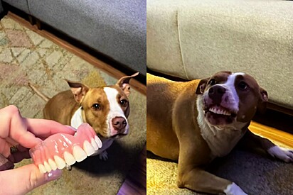 A cachorrinha com a dentadura na boca.
