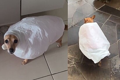 Cachorro usando capa de chuva feita com sacolas de plástico. Caramelo da Agata.