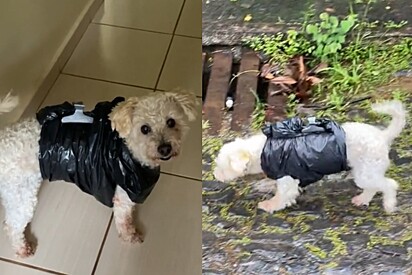 Cachorro usando capa de chuva feita com sacolas de plástico. Poodle da Natália.