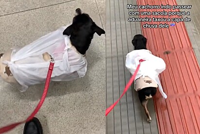 Aduaneira taxa capa de chuva de cachorro e tutora improvisa com sacola plástica.