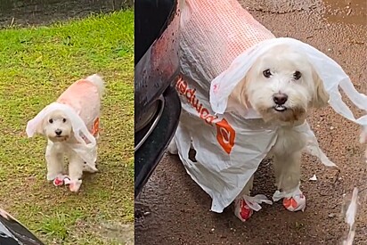 Maltipoo da Beatriz. Cachorro usando capa de chuva feita com sacolas de plástico.