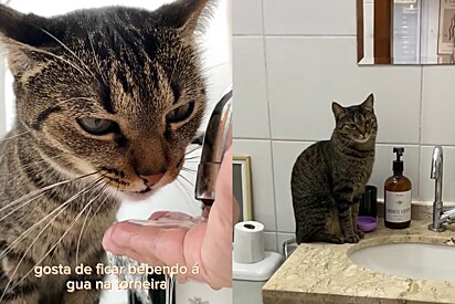 Gateira compartilha como é ter 4 gatos em apartamento.
