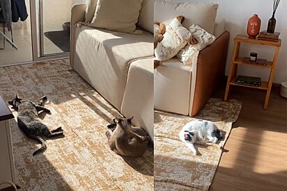 As gatas tomando banho de sol no apartamento.
