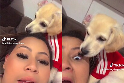 Cachorrinha apronta com sua tutora enquanto ela tenta fazer um vídeo fofo com o pet.