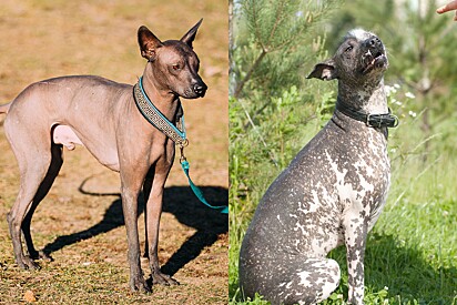 Cães dessa raça são conhecidos por duas variedades, sem pelos e com pouquissímo pelo. 