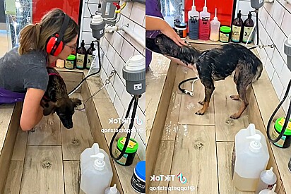 Pet shop apresenta cão que banhou com duas narinas e pet vira a sensação da web.