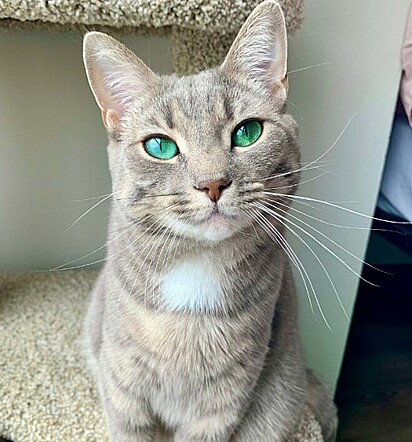 Fiona tem olhos cor verde esmeralda. 