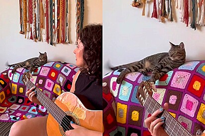 Cantora faz versão pet da música Chico de Luísa Sonza em homenagem ao seu gatinho, Milton.