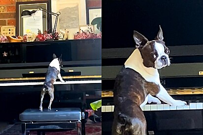 Cachorro da raça boston terrier é flagrado tocando piano e cantando.