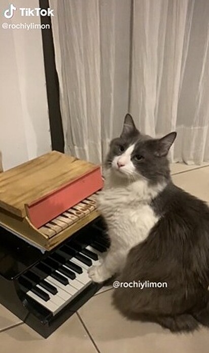Limón, o gatinho pianista.