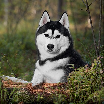 Foto ilustrativa de uma cachorro da raça husky siberiano.