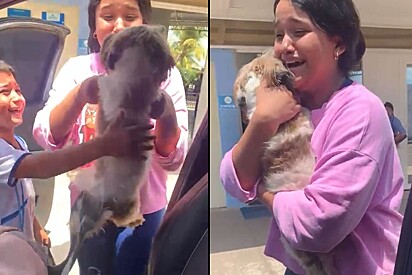 Família reencontra cadela que estava desaparecida há dois meses.
