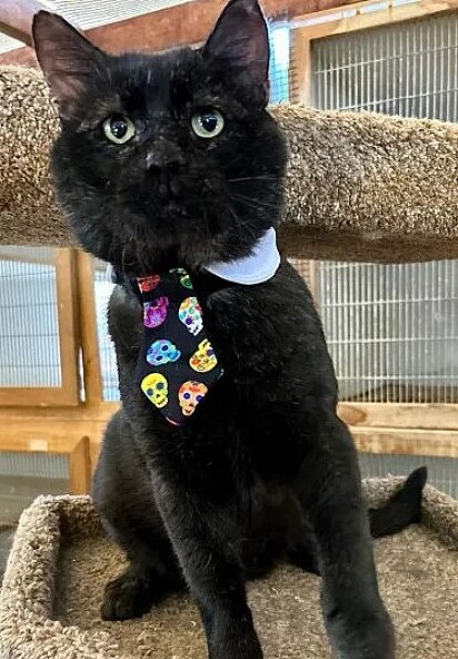 O gato está usando gravata.