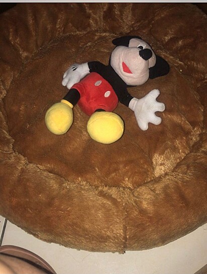 Gislene comprou o ursinho do Mickey Mouse para convencer os pets a dormirem na cama.