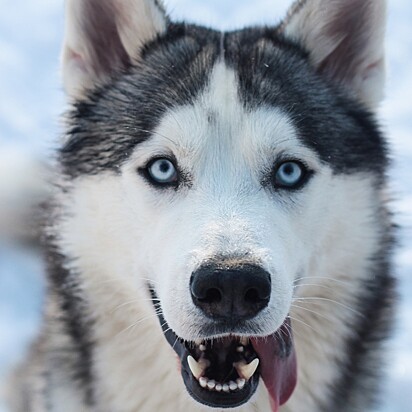 Foto Ilustrativa de um cachorro da raça husky siberiano.