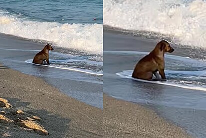 Cão é visto com olhar triste olhando para o mar.