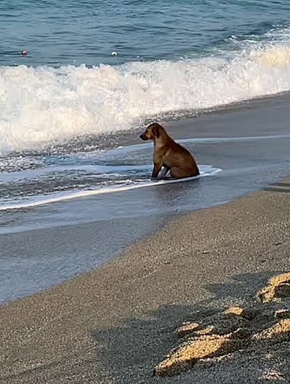 O cão sentado na praia, olhando para o mar.
