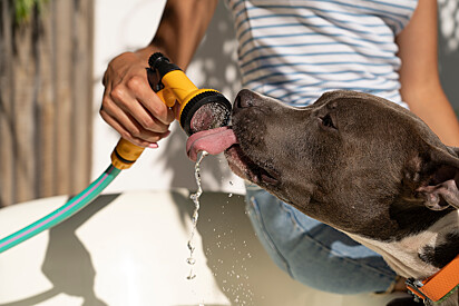 Um cão está tomando água direto da mangueira.F