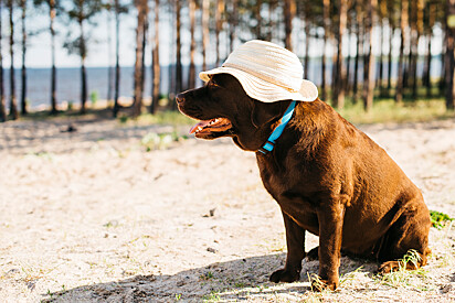 Um cão de chapéu na praia.