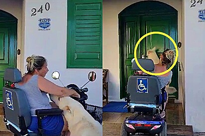 Pastor branco suíço aprende a abrir a porta para a sua dona que tem mobilidade reduzida.