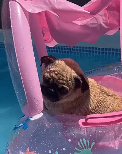 A pet não gosta de banho, mas gosta de piscina.