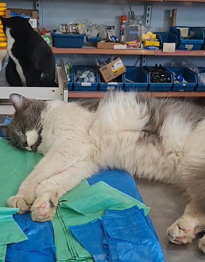 Um dos felinos adora ficar deitado sobre as sacolas plásticas.
