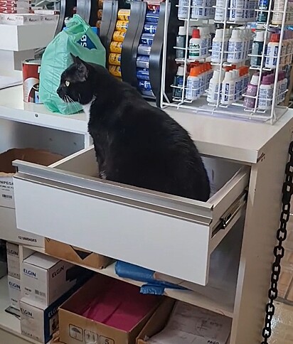 O outro gatinho gosta de ficar dentro da gaveta do caixa.