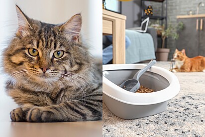 Conheça a melhor areia para gatos de apartamento.