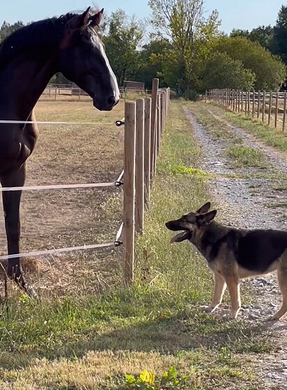 O pastor alemão convidando o cavalo para correr.