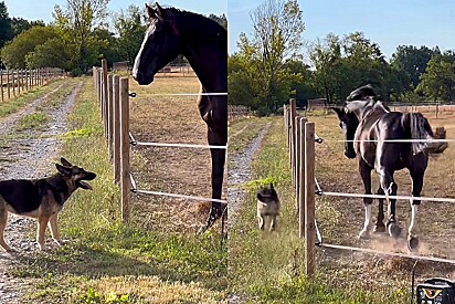 Internautas comemoram a corrida entre pastor alemão e cavalo. Quem você acha que venceu?