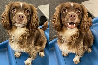 Cachorro antes e depois de ser elogiado.