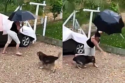 Cachorro atropela mulher durante chuva de granizo em Santa Catarina.