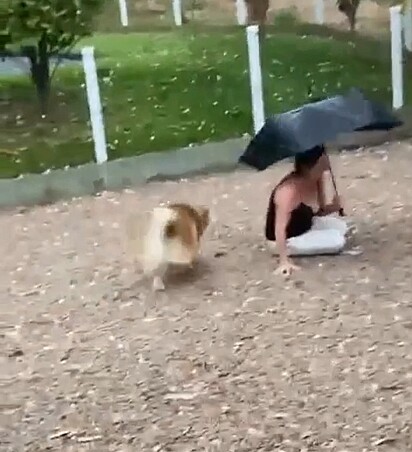 Um segundo cachorro entra em cena para ajudar a mulher a se levantar.