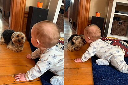 Cão tem fofa reação ao conhecer bebê.